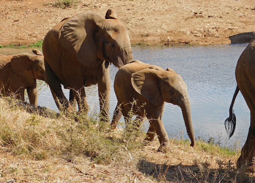 Daughters Photos Elephants at the Water Hole 1